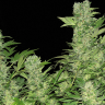 заказать семена конопли с доставкой Auto Chronic feminised