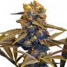 New York Diesel feminised GanjaLiveSeeds
