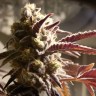 семена конопли автоцвет Auto Somango feminised Victory Seeds
