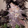 Семена марихуаны Gorilla Zkittlez feminised Ganja Seeds