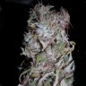 заказ семян конопли Киев Northern Lights feminised Ganja Live Seeds