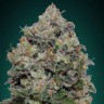 семена конопли для посадки купить Northern Lights feminised Ganja Live Seeds