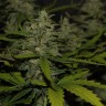 семена конопли f1 в оригинальной упаковке Auto Super Mazar feminised Victory Seeds