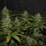 семена конопли феминизированные Auto Super Mazar feminised Victory Seeds