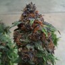 Семена конопли медицинских сортов Purple OG feminised
