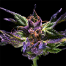 Семена конопли оптом Purple OG feminised