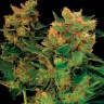 Семена каннабиса в Украине Hash Plant feminised Ganja Seeds