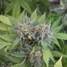 Семена конопли Vertigo feminised GanjaLiveSeeds