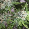 Качественные семена Vertigo feminised GanjaLiveSeeds