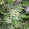 Феминизированные семена конопли Vertigo feminised GanjaLiveSeeds