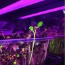 Фитосветильник Орион 44 Вт для гроубокса