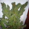 Семена марихуаны Tangerine Dream feminised GanjaLiveSeeds