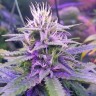 Семена каннабиса Tangerine Dream feminised GanjaLiveSeeds