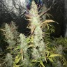 семена конопли очищенные Auto Gorilla Girl XL feminised Ganja Seeds