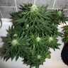 купить семена конопли аутдор Auto Assasin regular