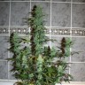 купить семена конопли элитных сортов Auto Assasin regular