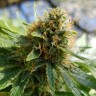 семена конопли для выращивания Somango feminised Ganja Live Seeds