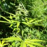 семена конопли аутдор Somango feminised Ganja Live Seeds