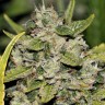 семена конопли в интернете Somango feminised Ganja Live Seeds
