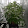 Фотопериодные семена конопли Tangerine feminised