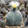 Купить семена кактусов Astrophytum myriostigma MIX