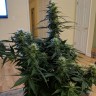 купить семена конопли в оригинальных упаковках Auto Anesthesia regular