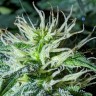 купить урожайные семена конопли Auto Anesthesia regular