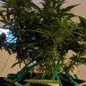 купить качественные семена конопли Auto Anesthesia regular