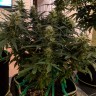 купить семена сортовой конопли Auto Anesthesia regular