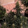 купить семена конопли интернет магазин Auto Anesthesia regular