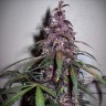 заказать семена конопли Auto Bloody Skunk feminised