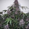 где заказать семена конопли Auto Bloody Skunk feminised