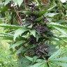 заказать качественные семена конопли Auto Bloody Skunk feminised