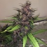 заказать на сайте семена конопли Auto Bloody Skunk feminised