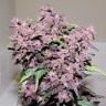купить семена конопли Auto Bloody Skunk feminised