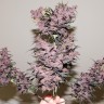 купить семена конопли в украине Auto Bloody Skunk feminised