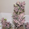 купить семена конопли недорого Auto Bloody Skunk feminised