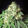 Семена конопли Pablo Escobar feminised GanjaLiveSeeds