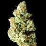 Семена марихуаны Pablo Escobar feminised GanjaLiveSeeds