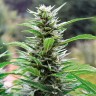 Семена марихуаны Head Band feminised GanjaLiveSeeds