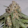 Семена конопли Head Band feminised GanjaLiveSeeds