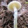Споровый оттиск Natalensis