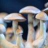 Купить споровые отпечатки Natalensis