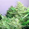 купить семена конопли с доставкой Auto Blueberry x Blue Mystic feminised