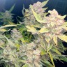 купить семена конопли марихуаны Auto Blueberry x Blue Mystic feminised
