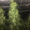 купить семена конопли недорого Auto Blueberry x Blue Mystic feminised