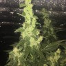 купить семена конопли в оригинальных упаковках Auto Blueberry x Blue Mystic feminised