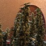 купить семена конопли феминизированные Auto Blueberry x Blue Mystic feminised