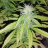 купить семена сортовой конопли Auto Blueberry x Blue Mystic feminised
