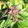 купить автоцветущие семена конопли Auto Blueberry x Blue Mystic feminised